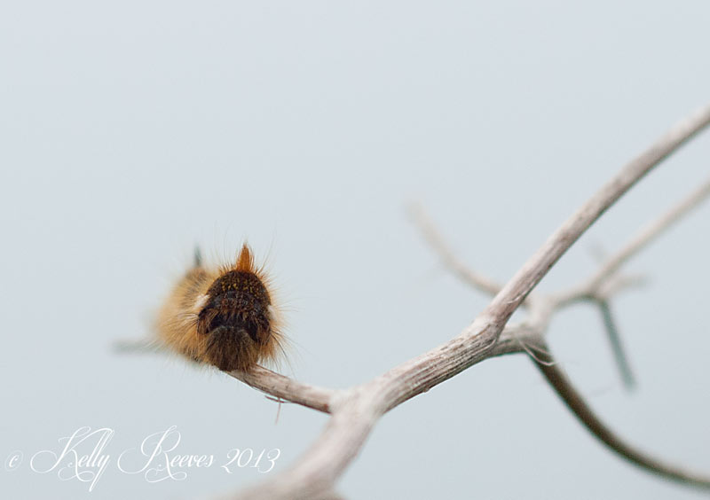 Shows fuzzy caterpillar