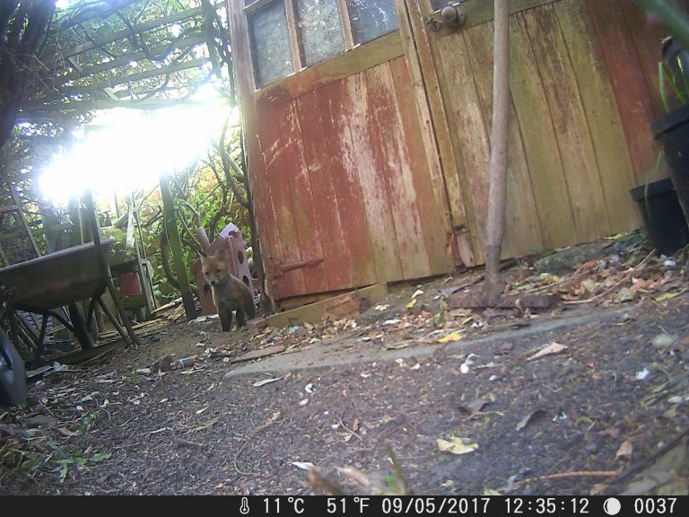Garden fox cub