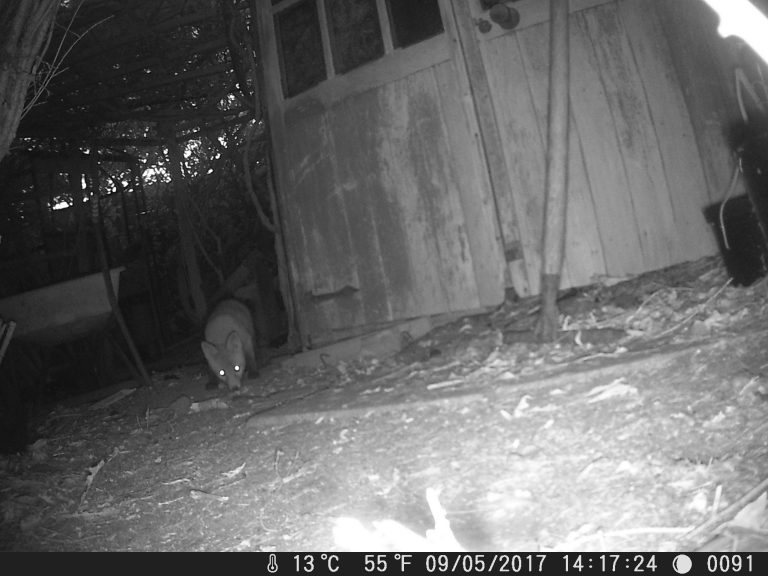 Fox cub sniffing