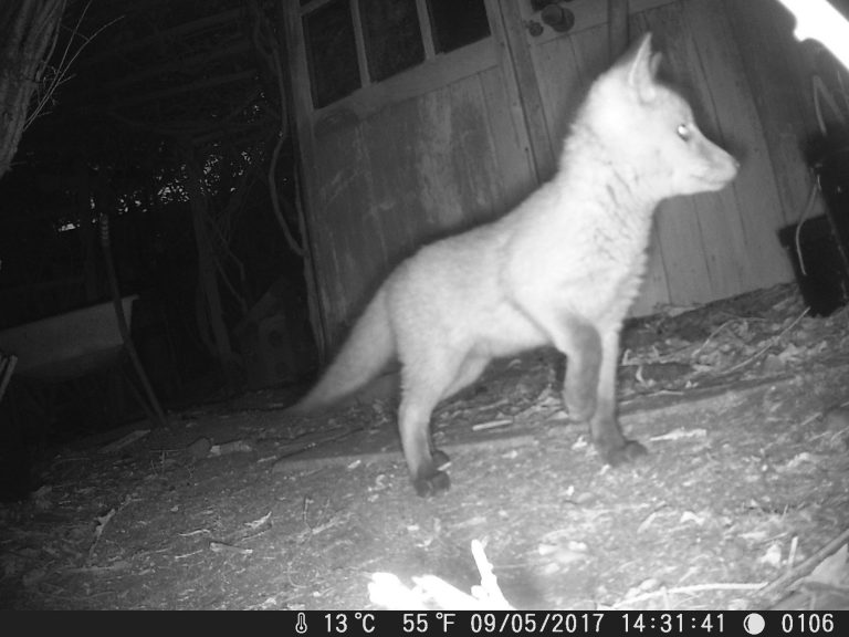 Fox cub close up