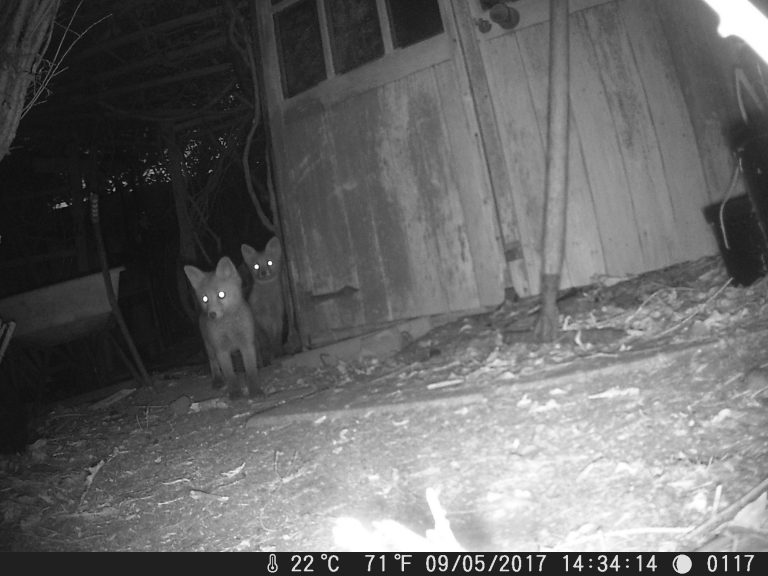 Fox cubs playing