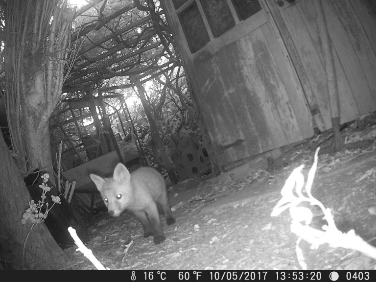 Fox cub playing