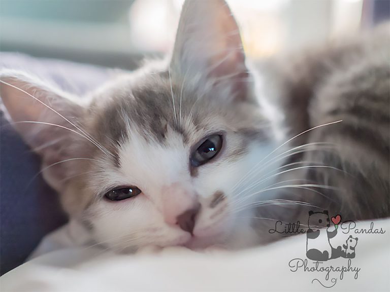 Grey kitten close up