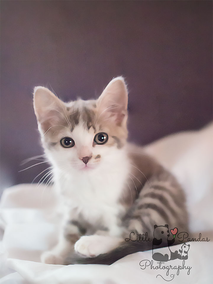 grey kitten