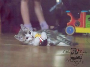 kitten playing