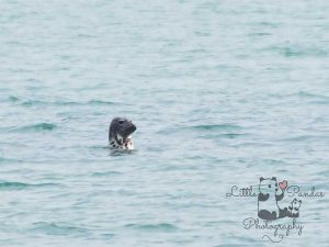 Grey seal in water off Folkestone