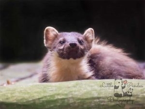 Pine Martin