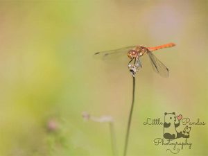 Dragonfly on flower