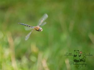 Dragonfly in flight