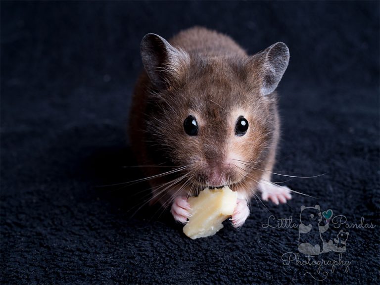 Hamster eating cheese