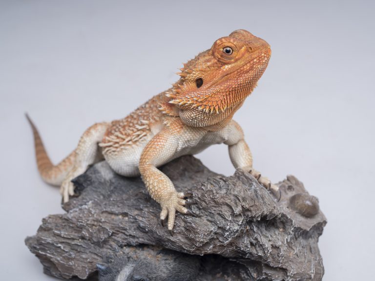Bearded dragon on a rock