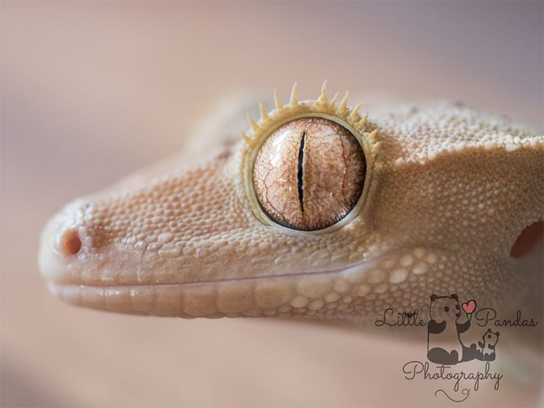 Crested gecko eye close up