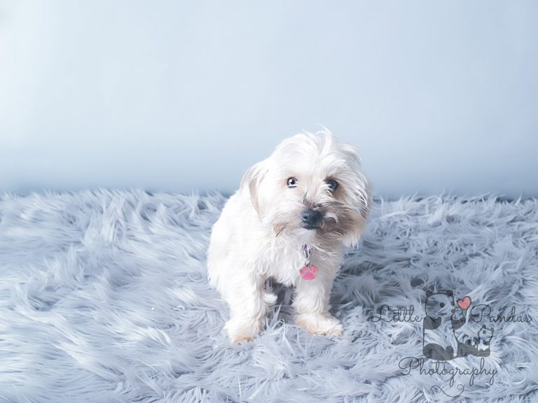 Little white dog