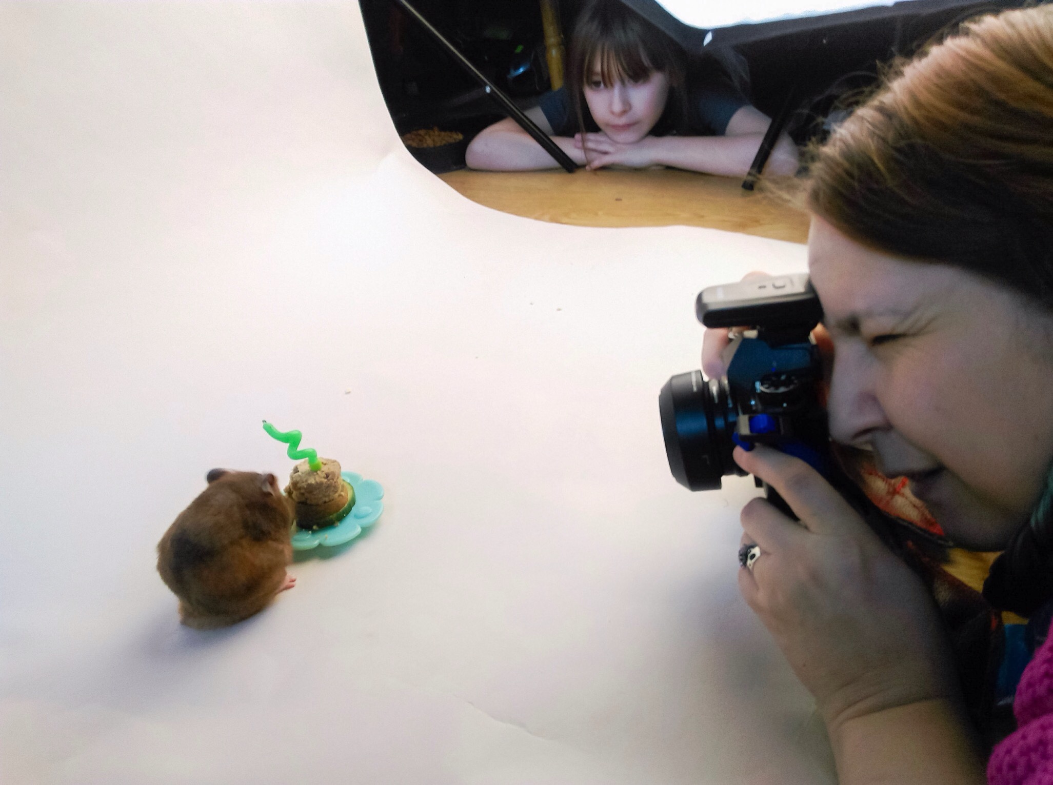 Hamster cake smash behind the scenes