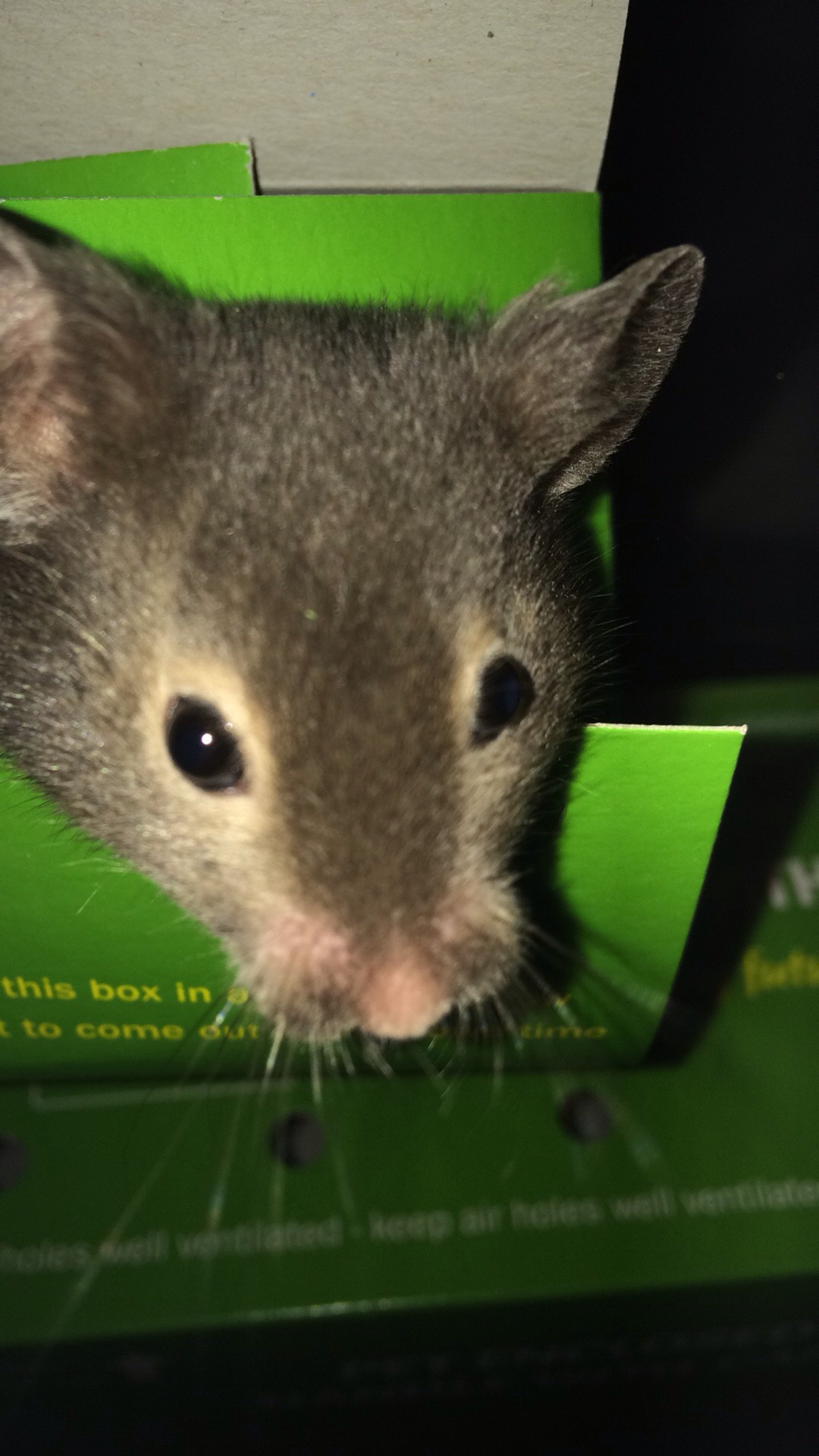 Baby black Syrian hamster in box