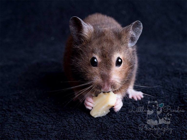black syrian hamster eating cheese