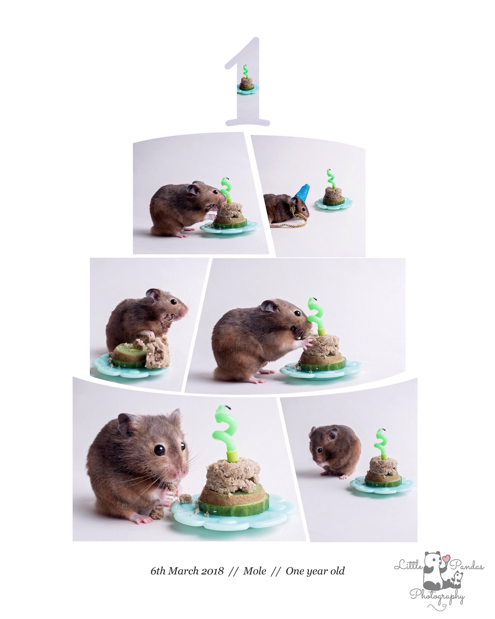 Hamster cake smash collage photo
