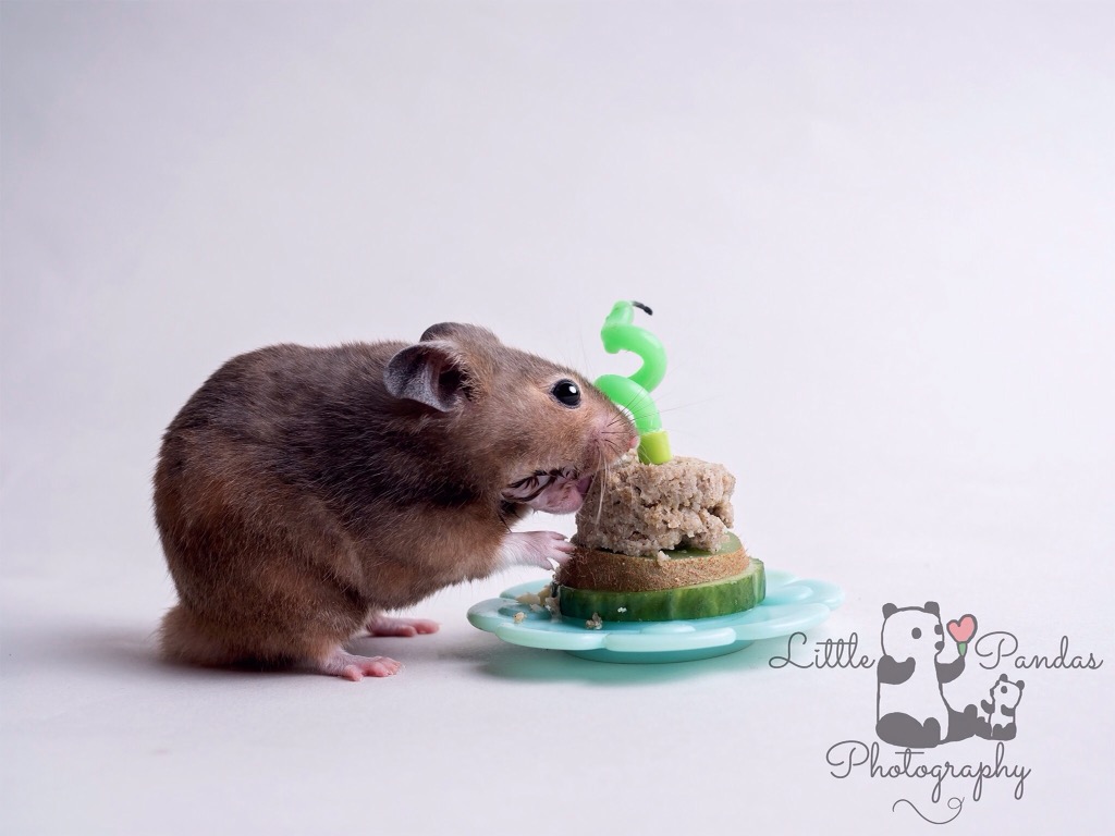 Hamster cake smash hamster eating cake