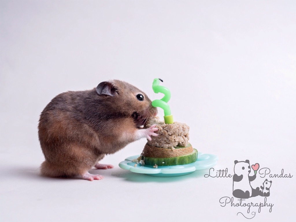 Hamster eating cake cake smash for pets