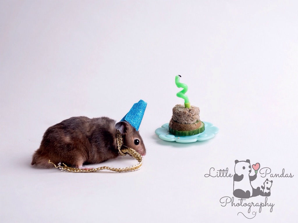 Black hamster in party hat