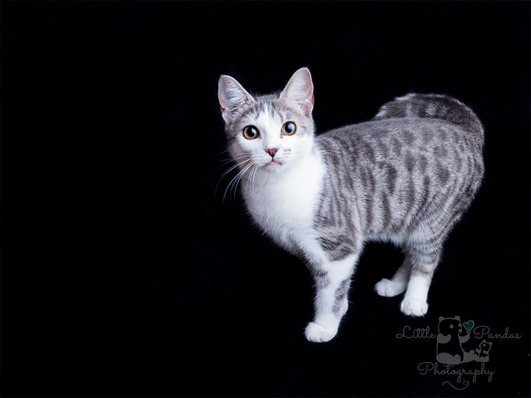 Grey and white tabby kitten cute