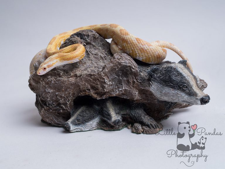 yellow and white corn snake