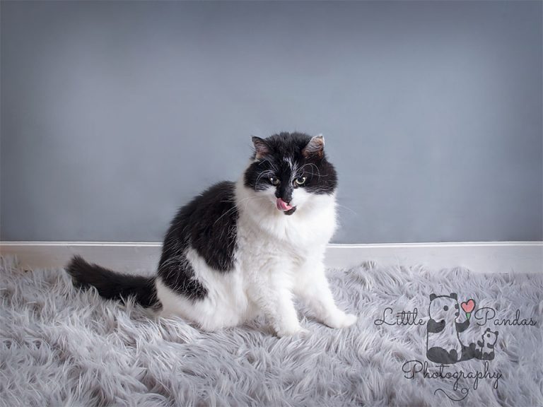 big fluffy black and white cat