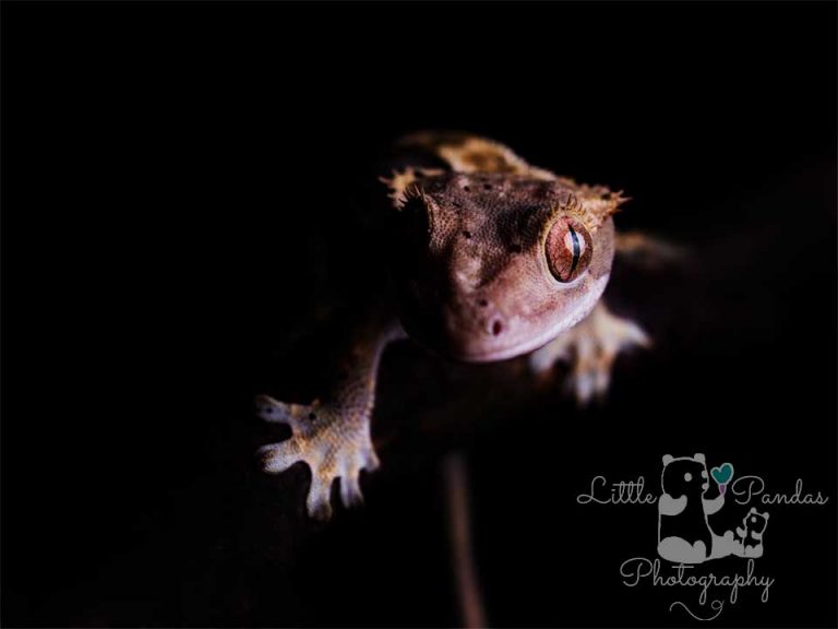 crested gecko front view