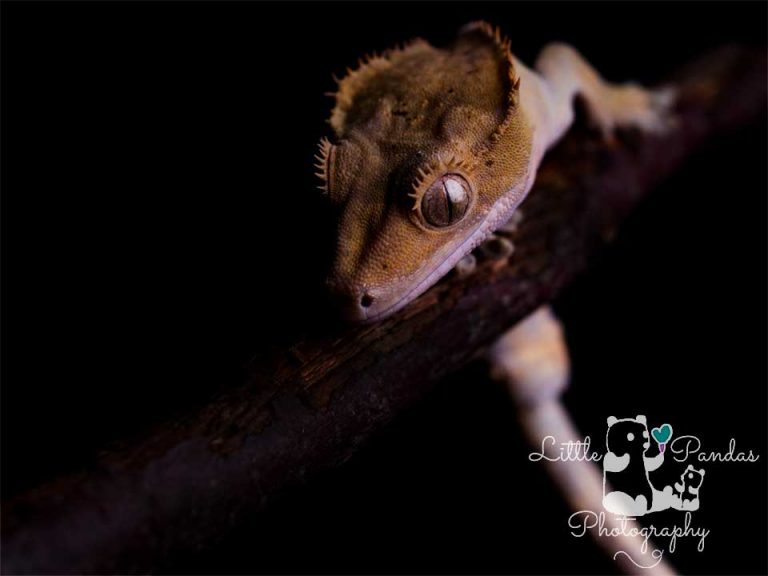Crested gecko side view