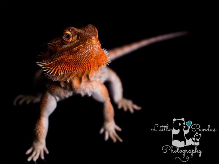 orange bearded dragon on black background