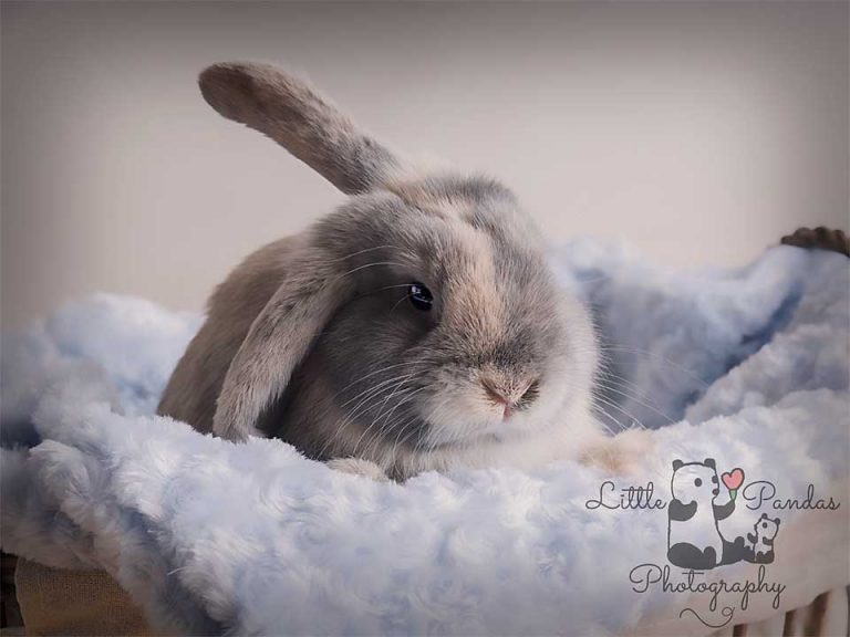 Rabbit in a basket with one ear up