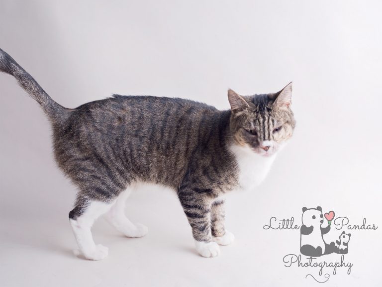 Big female tabby cat