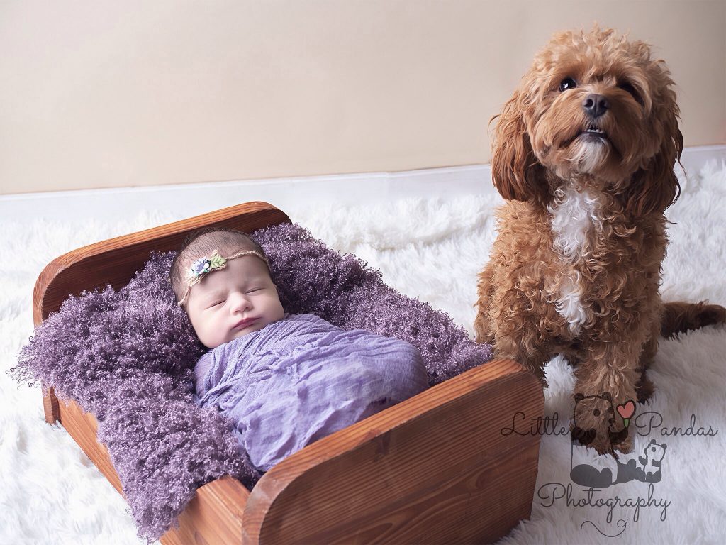 Newborn photography baby with cavapoo dog