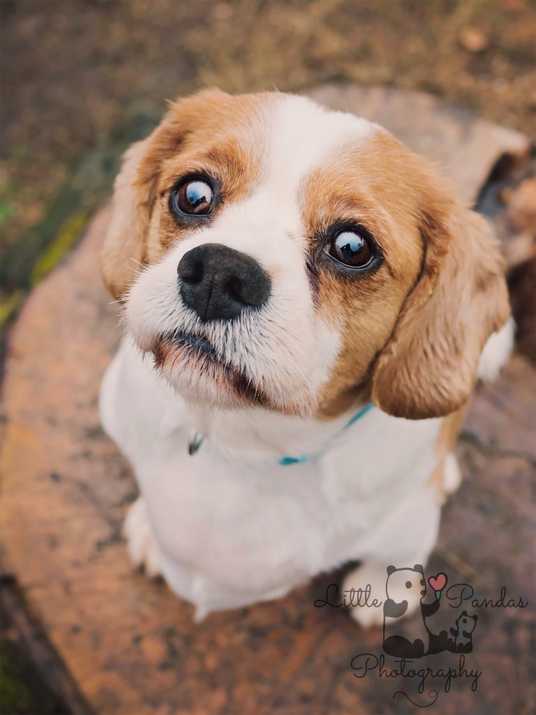 King Charles Spaniel portrait