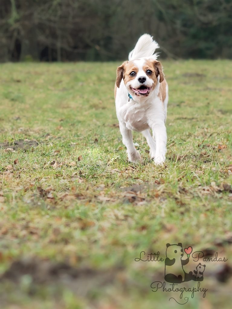 king charles spaniel running