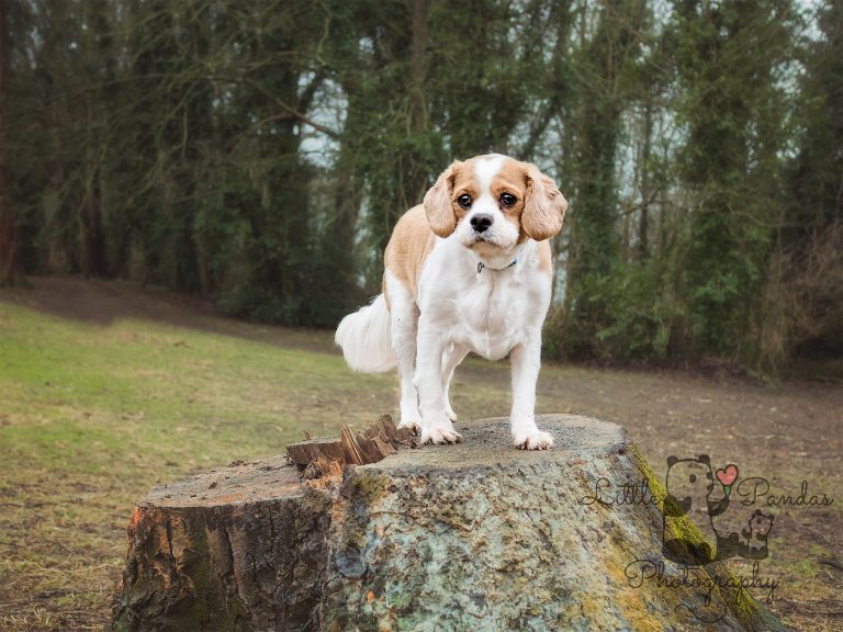 King Charles spaniel standing on tree stump