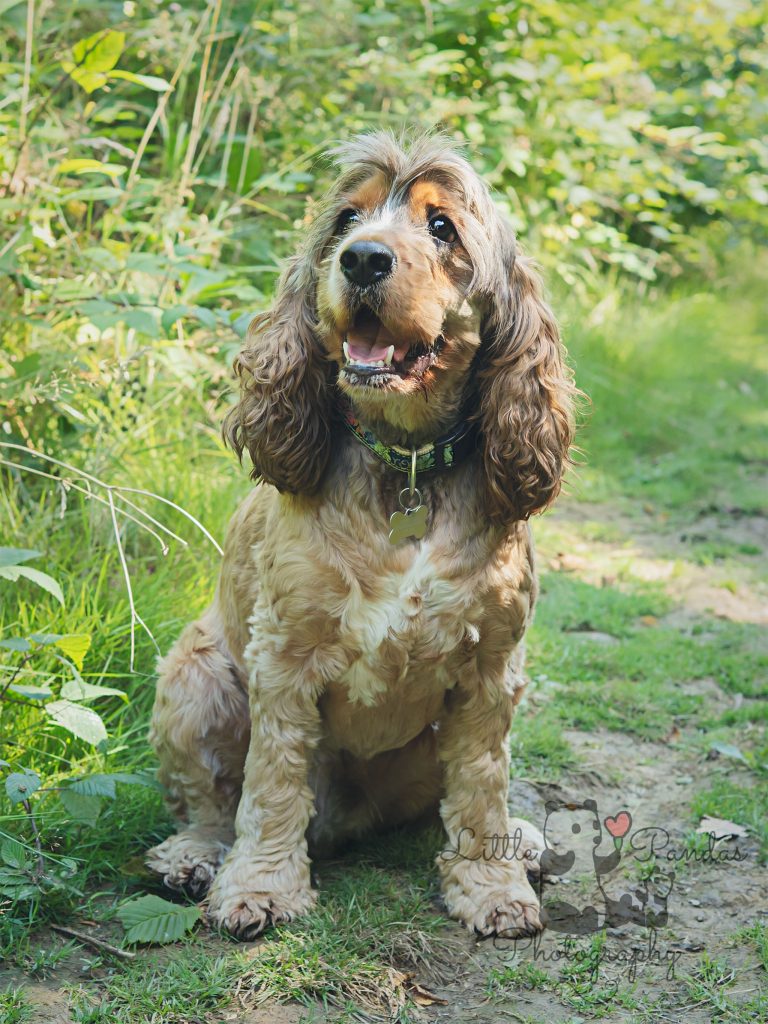 Cocker spaniel outdoor portrait
