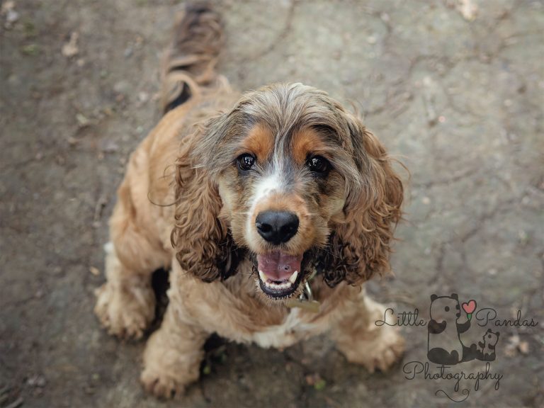 Cocker spaniel portrait