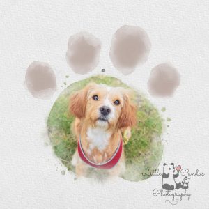 Pawprint watercolour edit